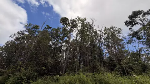 Makoa Rd, Volcano, HI 96785 photo 7