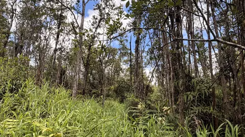 Makoa Rd, Volcano, HI 96785 photo 5