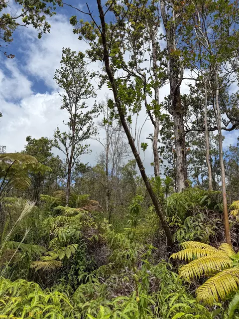 Anuhea St, Volcano, HI 96785 photo 8