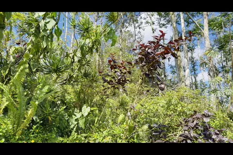 Coconut Dr, Pahoa, HI 96778