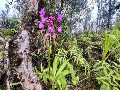 Road 4, Mountain View, HI 96771 photo 4