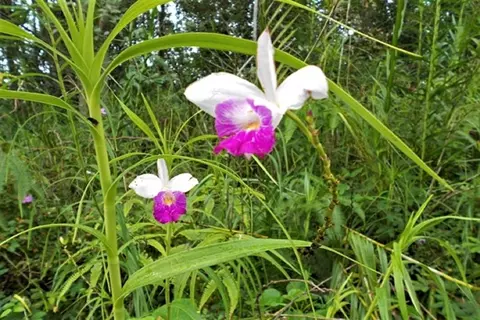 Road 2, Mountain View, HI 96771 photo 12