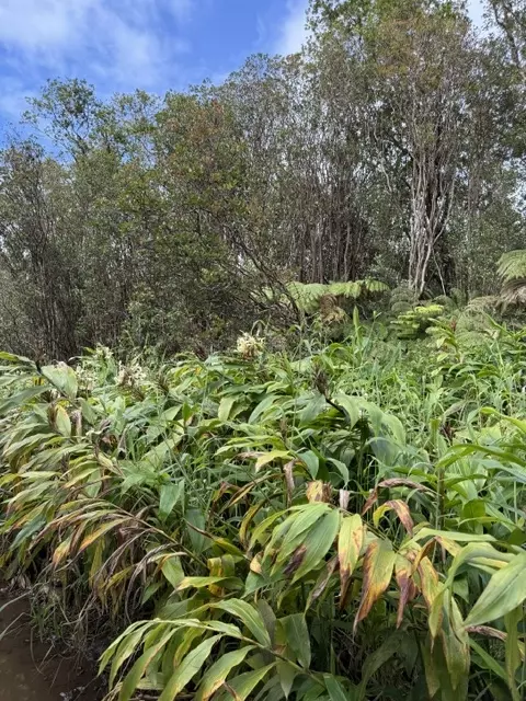 Road 4, Mountain View, HI 96771 photo 3
