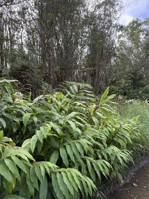 Road 4, Mountain View, HI 96771 photo 2