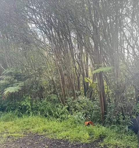 Road 4, Mountain View, HI 96771 photo 4