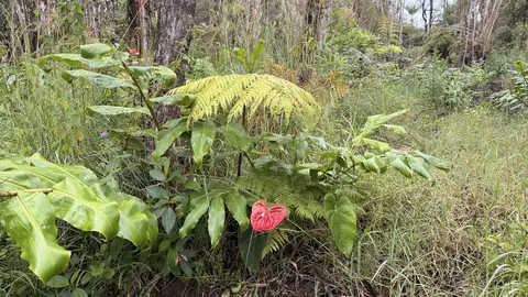 Road 5, Mountain View, HI 96771 photo 2
