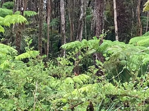 Huakai St, Volcano, HI 96785 photo 8