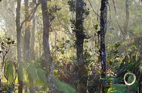 Huakai St, Volcano, HI 96785 photo 3