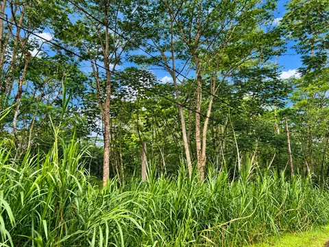 Pikake Rd, Pahoa, HI 96778