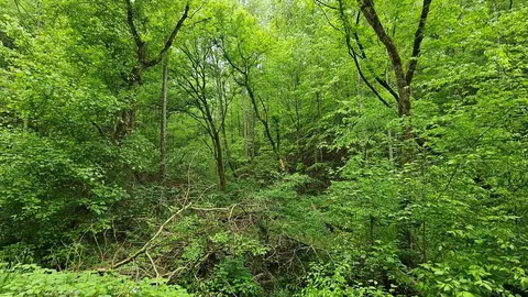 Lot 9 Deer Trail Way, Seymour, TN 37865