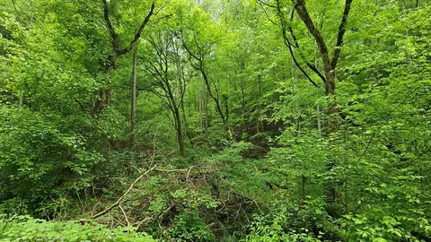 Lot 9 Deer Trail Way, Seymour, TN 37865