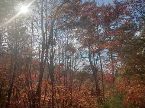 000 Green Forest Rd, Cosby, TN 37722