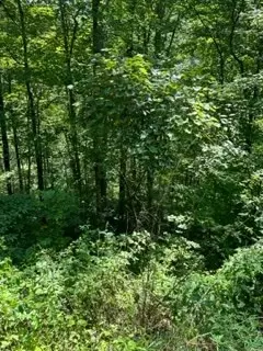 Sunset Rd, Sevierville, TN 37862 photo 3