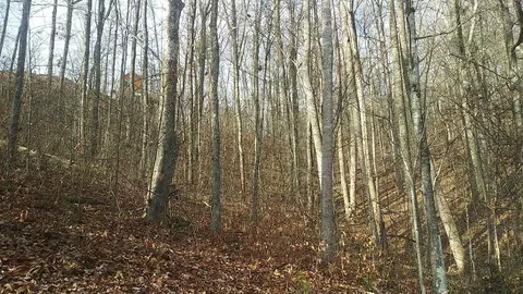 lot S 5 And 6 Red Maple Ln, Sevierville, TN 37876