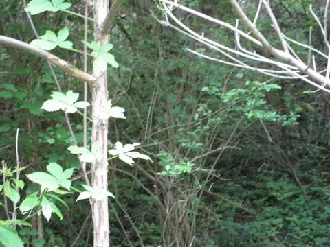 Lot 1 Saddle Way, Sevierville, TN 37876