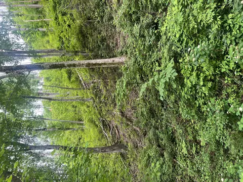 536 Deep Hollow Rd, Gatlinburg, TN 37738