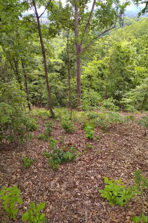 2019 Cluster Oak Way, Sevierville, TN 37876