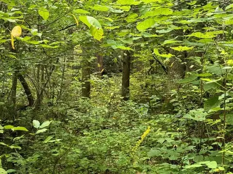 / Vixen Way, Cosby, TN 37722