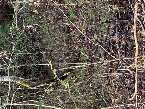lot53 A Fiesta Blvd, Sevierville, TN 37876