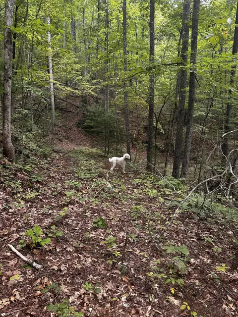 1158 Yellow Breeches Rd, Cosby, TN 37722