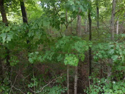 lot46 Murray Ridge Rd, Sevierville, TN 37876