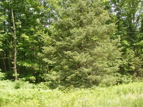 On Morse Road, Glidden, WI 54527 photo 4