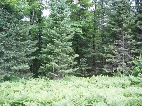 On Morse Road, Glidden, WI 54527 photo 2