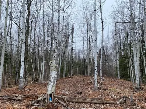 0 Bark Point Rd, Herbster, WI 54844 photo 9