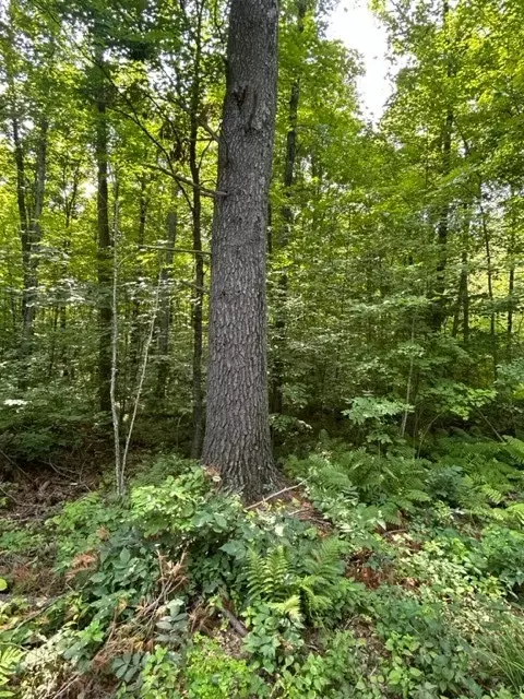 1130 N Wild Wood Ln, Birchwood, WI 54817