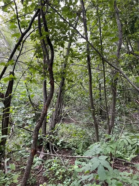 2 42 Acres 8th St, Cornell, WI 54732 photo 5