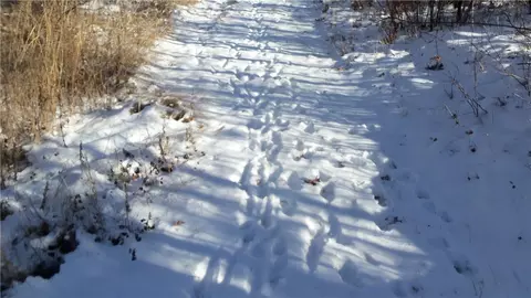 lot S 1112 Pine Tree Trl, Springbrook, WI 54875 photo 5