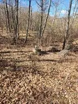 9838 N Gardner Lake Rd, Springbrook, WI 54875 photo 15