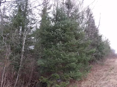 40 Acres Off Knapp Rd, Winter, WI 54896
