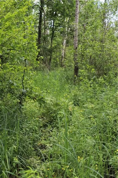 0000 Edgewood Rd, Bruce, WI 54819 photo 26