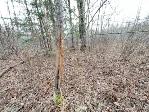 On Doland Road, Winter, WI 54896 photo 3