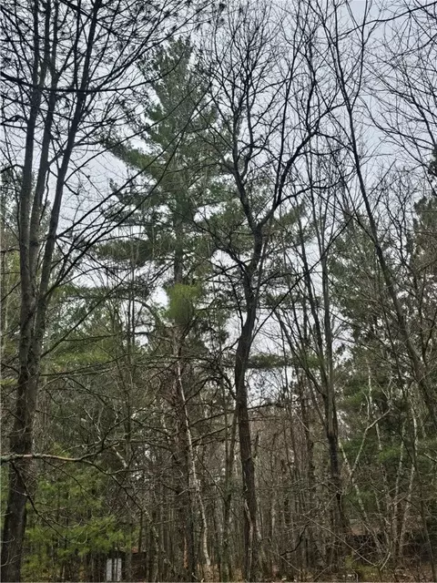 tbd 1 Pine Chip Dr, Barnes, WI 54873 photo 6