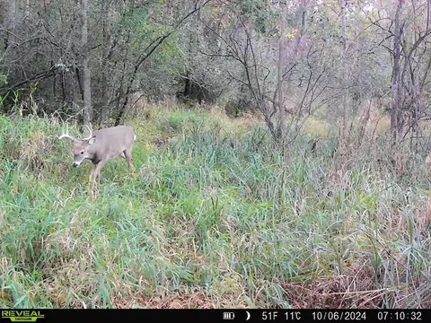 40 Acres Dickerson Ave, Thorp, WI 54771 photo 7