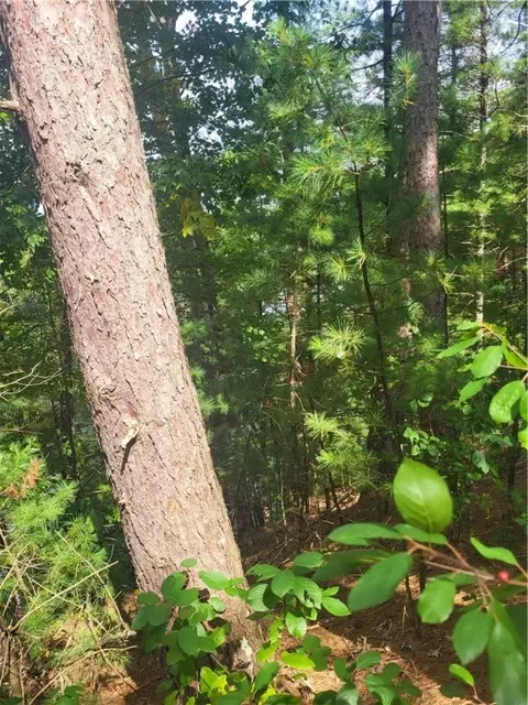 lot2 Betty Ln, Black River Falls, WI 54615