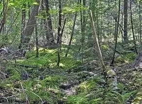 2723 Wisconsin 253 Trunk, Sarona, WI 54870