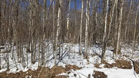 lot90 Silver Birch Dr, Cable, WI 54821