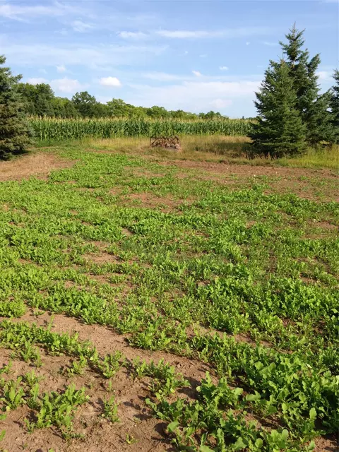 120 Acres Off County Hwy N, Glidden, WI 54527 photo 3
