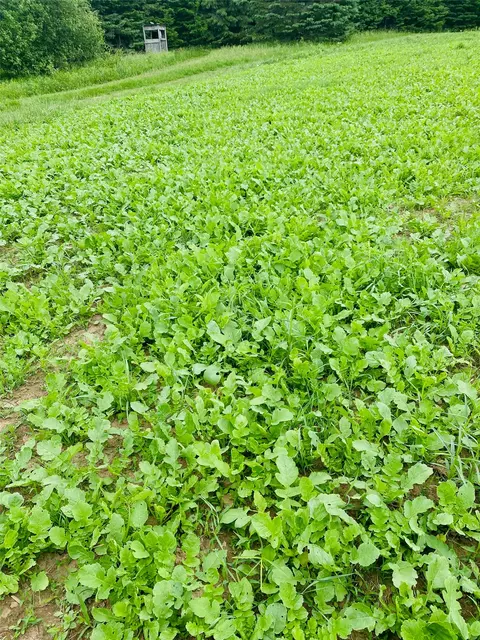 120 Acres Off County Hwy N, Glidden, WI 54527 photo 6