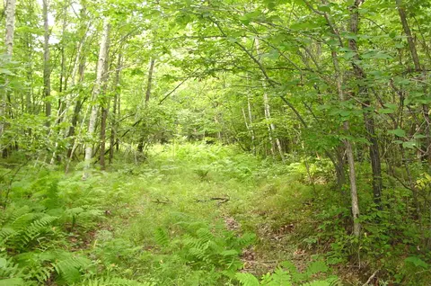 80 Acres On Bailey Rd, Bruce, WI 54819 photo 12