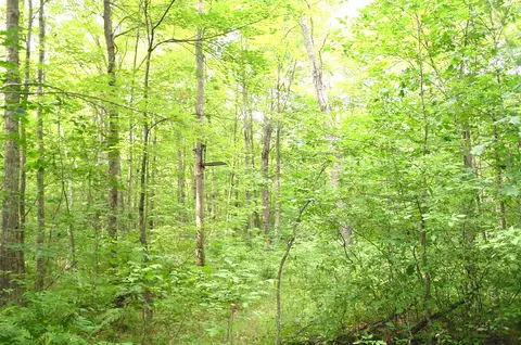 80 Acres On Bailey Rd, Bruce, WI 54819 photo 25