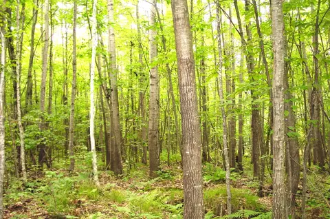 80 Acres On Bailey Rd, Bruce, WI 54819 photo 9