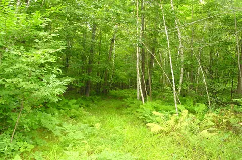 80 Acres On Bailey Rd, Bruce, WI 54819 photo 32