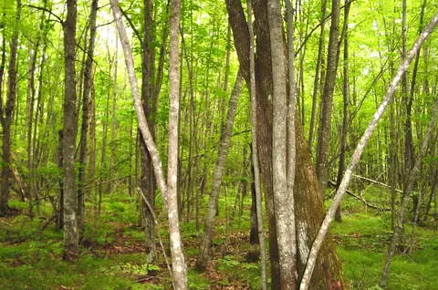 80 Acres On Bailey Rd, Bruce, WI 54819 photo 6