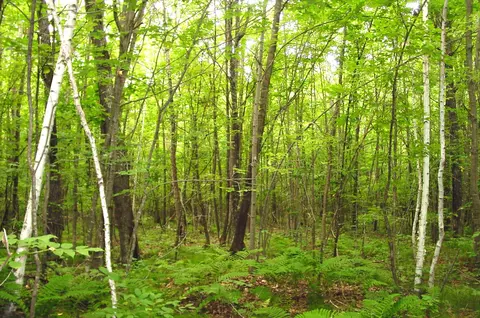 80 Acres On Bailey Rd, Bruce, WI 54819 photo 33