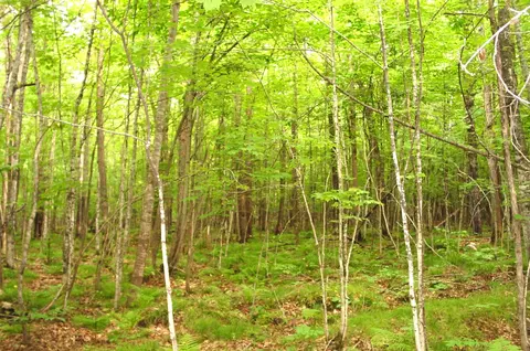 80 Acres On Bailey Rd, Bruce, WI 54819 photo 22