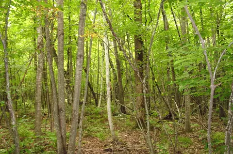 80 Acres On Bailey Rd, Bruce, WI 54819 photo 15